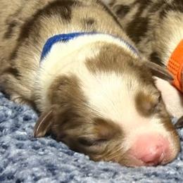 Zeus - Red merle male Miniature Australian Shepherd puppy in Pinnacle, North Carolina from Higher Elevations Mini Aussies