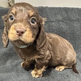 Conner - Chocolate and tan male Dachshund puppy in Little Rock, Arkansas from Divine Doxies