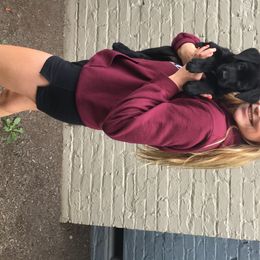 Labrador Retriever Puppies from Wild Feather Hunting Dogs