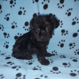 Benny - Black and tan male Yorkipoo puppy in Lapeer, Michigan from Puppy Kisses