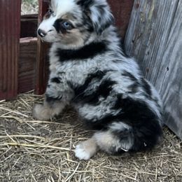Miniature Australian Shepherd All Grown Up from Misty View Ranch