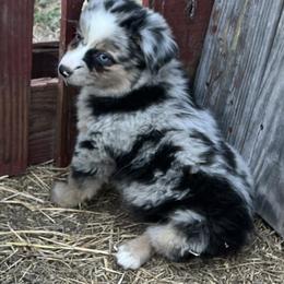 Miniature Australian Shepherd All Grown Up from Misty View Ranch