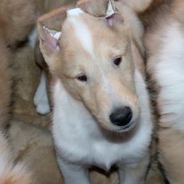 Collie Puppies from Thorndale Collies