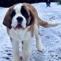 Pink Collar - Mahogany and white female Saint Bernard puppy in Double Springs, Alabama from St Bernard Kingdom, LLC