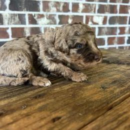 Purple Girl - Merle female Double Doodle puppy in Huntsville, Alabama from Winchester Doodles
