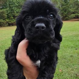 Vader - Black male Cocker Spaniel puppy in Florence, South Carolina from Reddick's American Cocker Spaniels