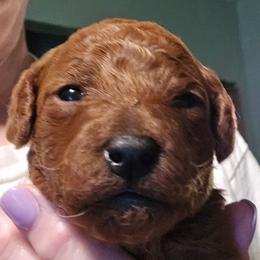 Daisy - Red  female Poodle puppy in Windom, Texas from Wild Farm Puppies