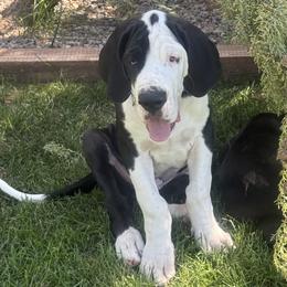 Boy 4 - male Great Dane puppy in Prescott Valley, Arizona from Ryan's Royal Great Danes