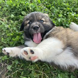 Aleksandar - Tri-color male Karakachan puppy in Hogansville, Georgia from Goshen Highlands