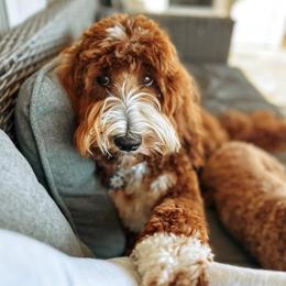 Indie - Goldendoodle