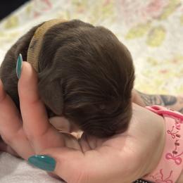 Boy 1 - Brown male Newfoundland puppy in Nacogdoches, Texas from Pete’s Newfies