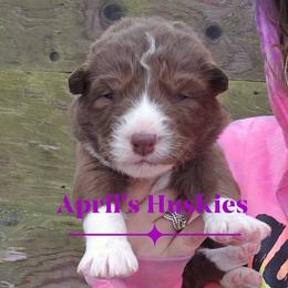 Girl 2 - Red and white female Siberian Husky puppy in Terre Haute, Indiana from April's Huskies