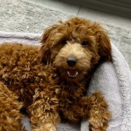 Tig - Goldendoodle