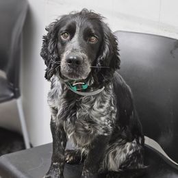 Willie - English Cocker Spaniel