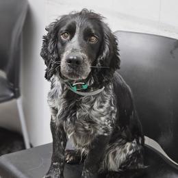 Willie - English Cocker Spaniel
