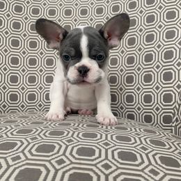 French Bulldog Puppies from Dejavu Frenchies