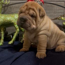 Turk - Red fawn male Chinese Shar-Pei puppy in China, Michigan from Blackwitch Farms