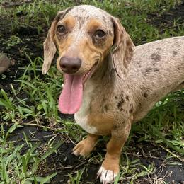 Dachshunds from Bravo Dachshunds