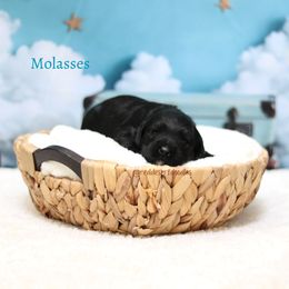 Boy 3 - male Australian Labradoodle puppy in Hurricane, Utah from Red Desert Doodles