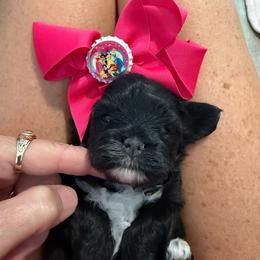 Black and white girl - Black and white female Shihpoo puppy in Cottondale, Florida from Pat’s precious puppies