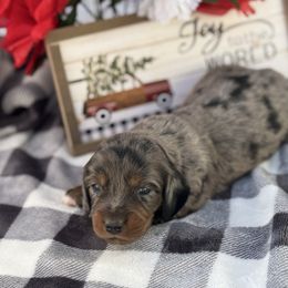 Marvin - Dapple male Dachshund puppy in Colbert, Oklahoma from Brooke Crenshaw