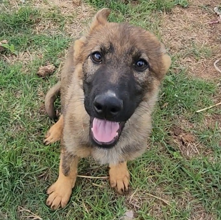 German Shepherd and Pembroke Welsh Corgi Puppies from Tiny Titans K9