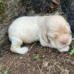 Boy 1 - Buff male Cocker Spaniel puppy in Gadsden, Alabama from Rich Cat’s