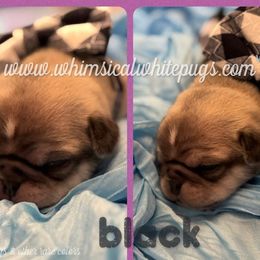 Boy 3 - White male Pug puppy in Cleveland, Ohio from Whimsical White Pugs - Quality Comes First
