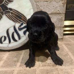 Boy 2 - Black male English Cocker Spaniel puppy in Potosi, Wisconsin from Point and Flush Gun Dogs