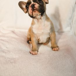 French Bulldog Puppies from For The Love of Frenchies