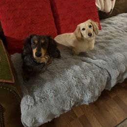 Dachshunds from Haley Jones