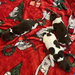 German Shorthaired Pointer Puppies from Emily's GSPs
