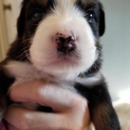 Australian Shepherd Puppies from Aussie Knights Kennel