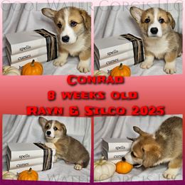 Conrad - Red male Pembroke Welsh Corgi puppy in Kiowa, Colorado from Cool Water Corgis LLC