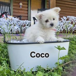 Snowflake - White female Maltese puppy in Terrell, Texas from PBJ Farms