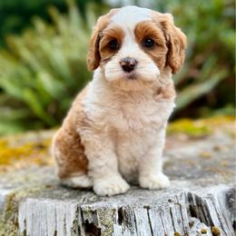 Cinderella (Teal Collar) - Red female Bernedoodle puppy in Stanwood, Washington from Butter Cup Pups and Paws