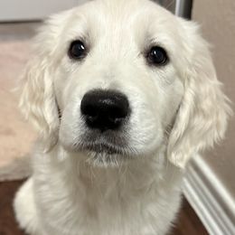 Golden Retriever Puppies from Graceful Goldens