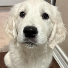 Golden Retriever Puppies from Graceful Goldens