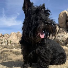 Scottish Terriers from Santas Scotties