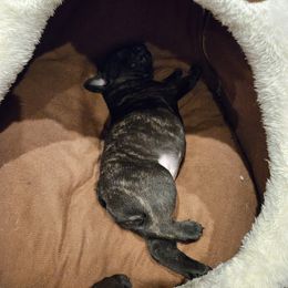 French Bulldog Puppies from A&D Frenchies