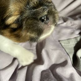 Shih Tzu Puppies from Lauri's Shih Tzus
