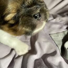 Shih Tzu Puppies from Lauri's Shih Tzus