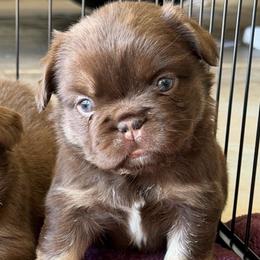 Amora - Tricolors female French Bulldog puppy in Glendale, Arizona from Frenchiepuphub