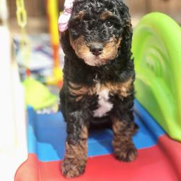Bernedoodle and Goldendoodle Puppies from Candy Doodles