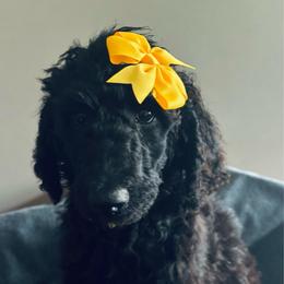 Yellow - Black female Poodle puppy in Danville, Indiana from Traci's Poodles