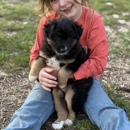 Coal - Black tri male Miniature Australian Shepherd puppy in North Lakeport, California from Wild Rose Ranch