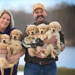 Golden Retriever Puppies from SUN-GOLDEN KENNELS
