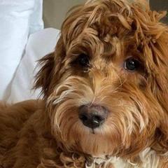 Bernedoodles, Goldendoodles, and Poodles from Sterling Star Doodles