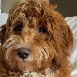 Bernedoodles, Goldendoodles, and Poodles from Sterling Star Doodles
