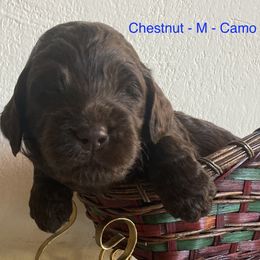 Camo - Cream male Australian Labradoodle puppy in Sedona, Arizona from Red Rock Doodles